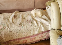 整租·金都花园(张店区) 2室2厅 南/北_金都花园(张店区)租房