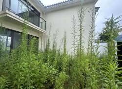 整租·大理的小院子北区 3室2厅 跃层 东/西_大理的小院子北区租房