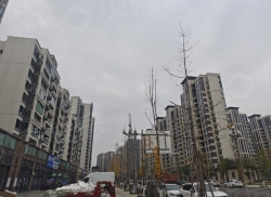 整租·阳光中央公园 1室0厅 南/北_阳光中央公园租房