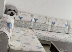 整租·美域华府 1室1厅 南/北_美域华府租房