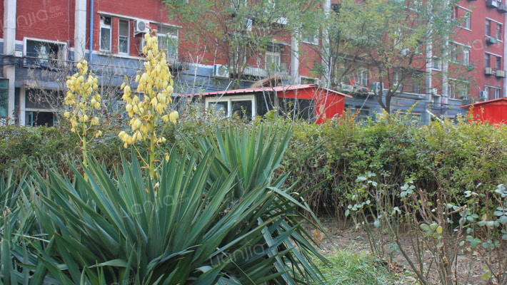 鸭子桥43号院外景图