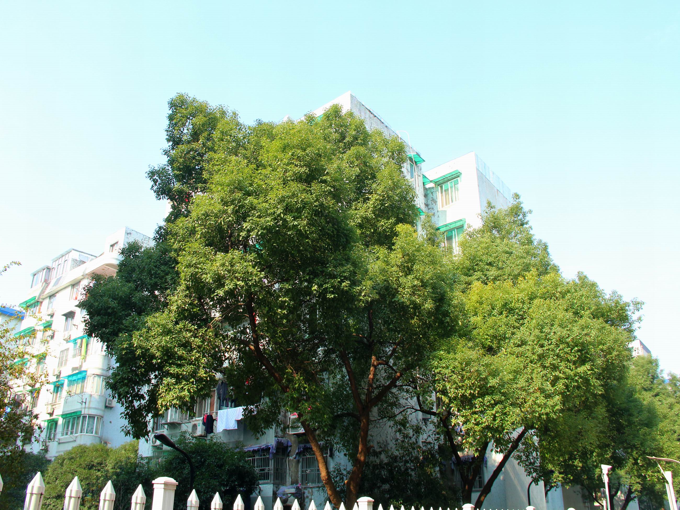 Nandu Garden compound photo 31