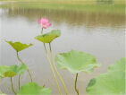 越秀岄湖郡小区配套