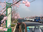 滁州碧桂园十里春风实景图