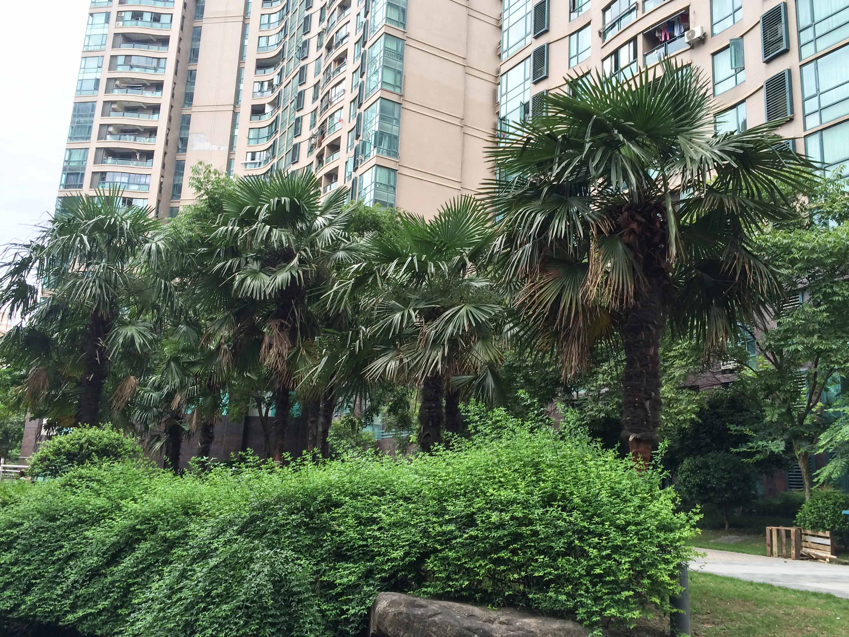Chunjiang Shidai compound photo 6