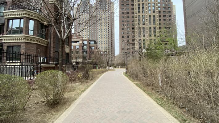 万锦香樟树外景图