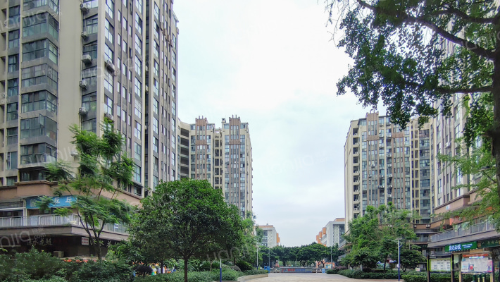 神仙树缤纷外景图