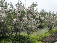 倚云水岸苑实景图