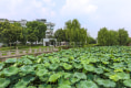 大树江小区户型图实景图