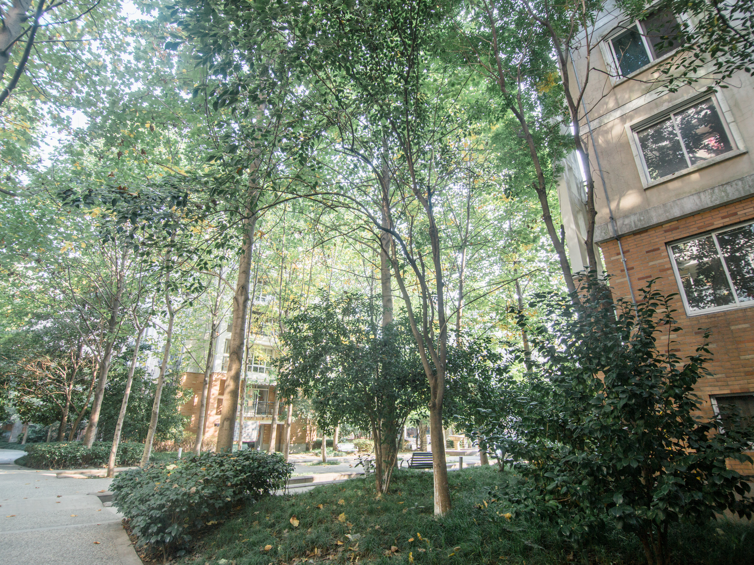 星洲花园小区实景 16