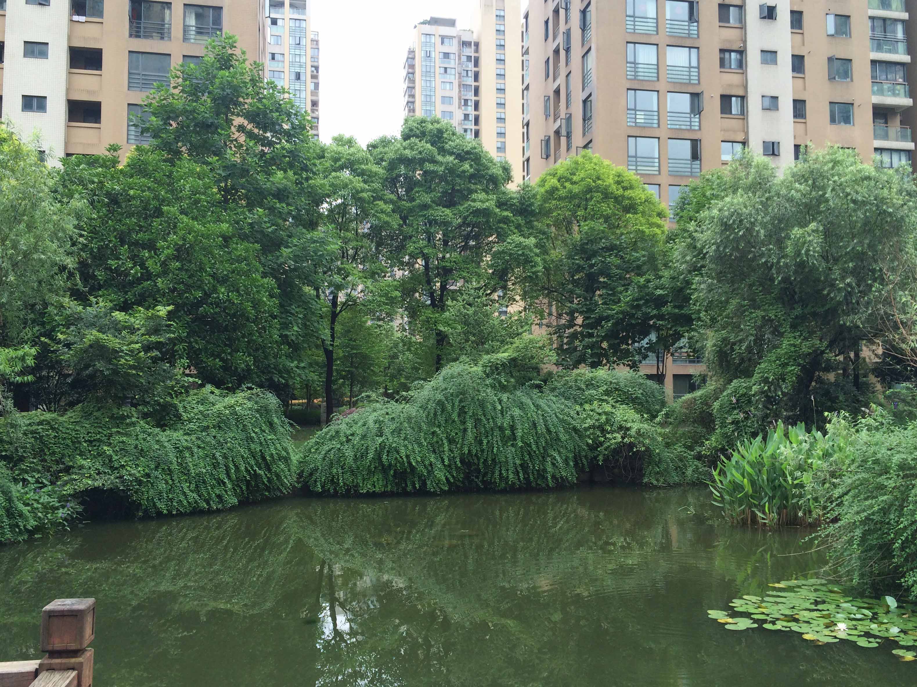  风雅钱塘小区实景 16