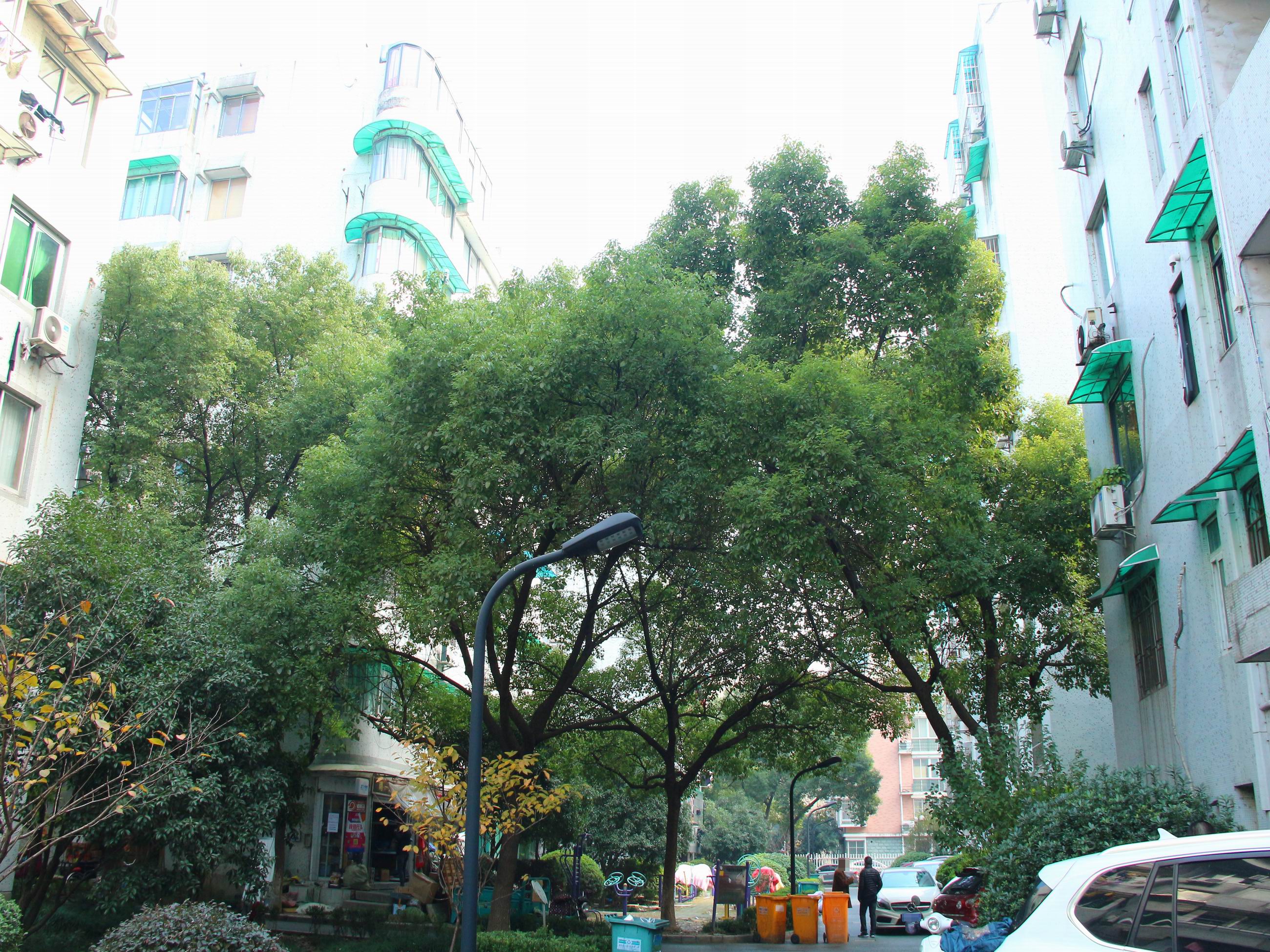 Nandu Garden compound photo 25