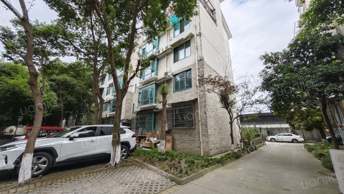 丛林背景外景图