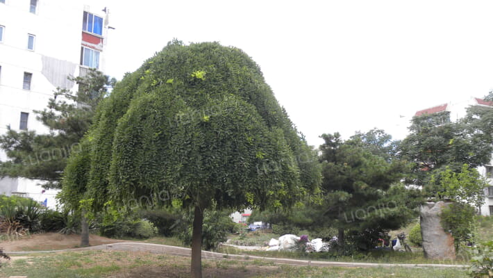 卢沟桥南里外景图