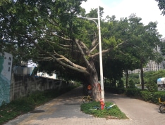 前海银鸿实景图