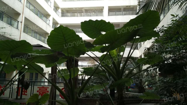 蓝光郁金香花园广场外景图