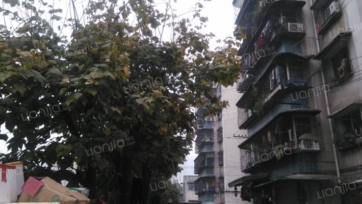 梨树湾村外景图