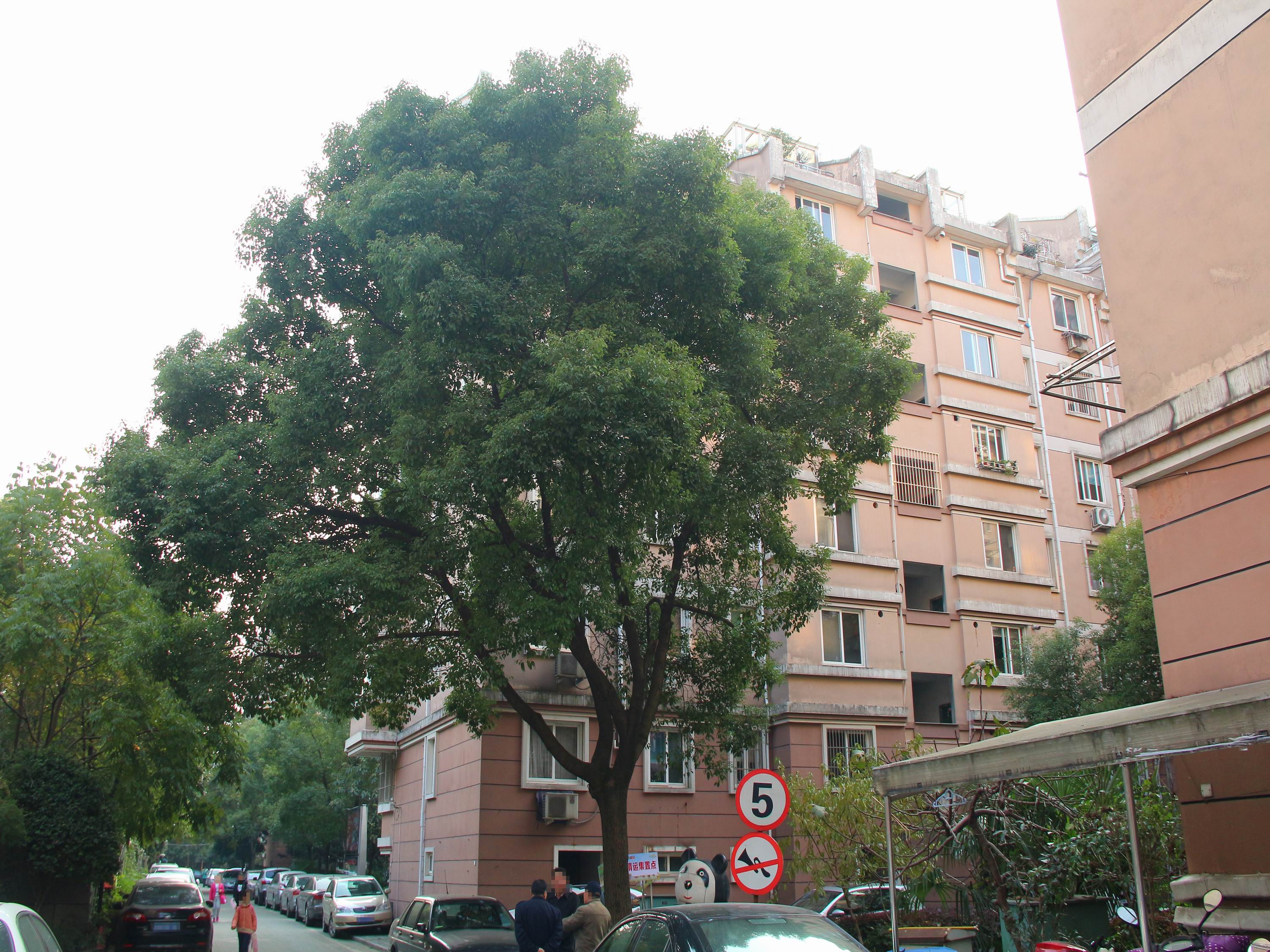 嘉绿苑南小区实景 5