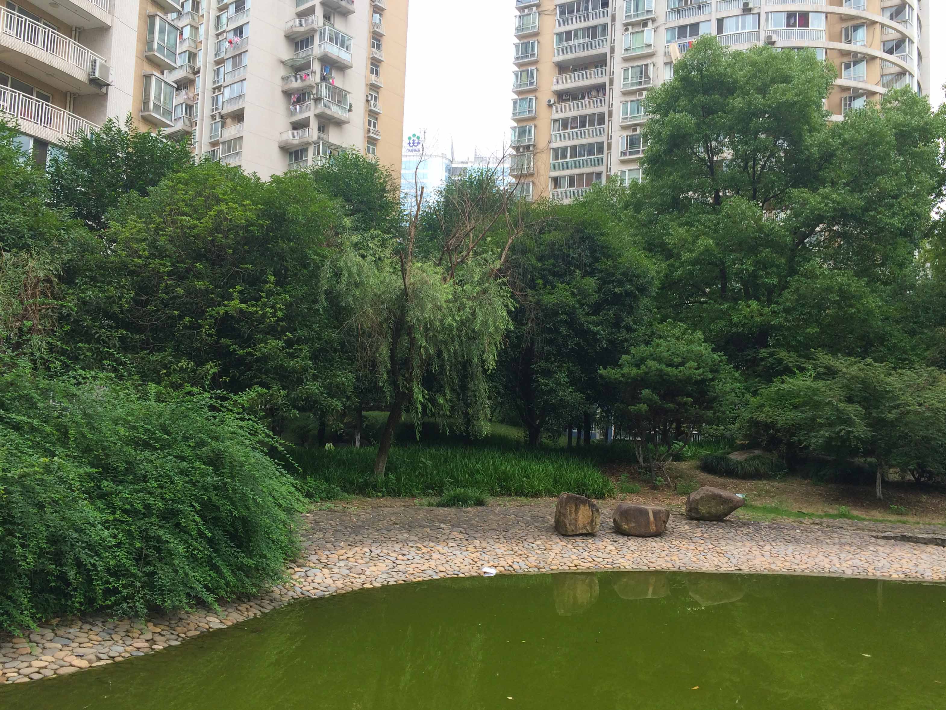江南豪园小区实景 11