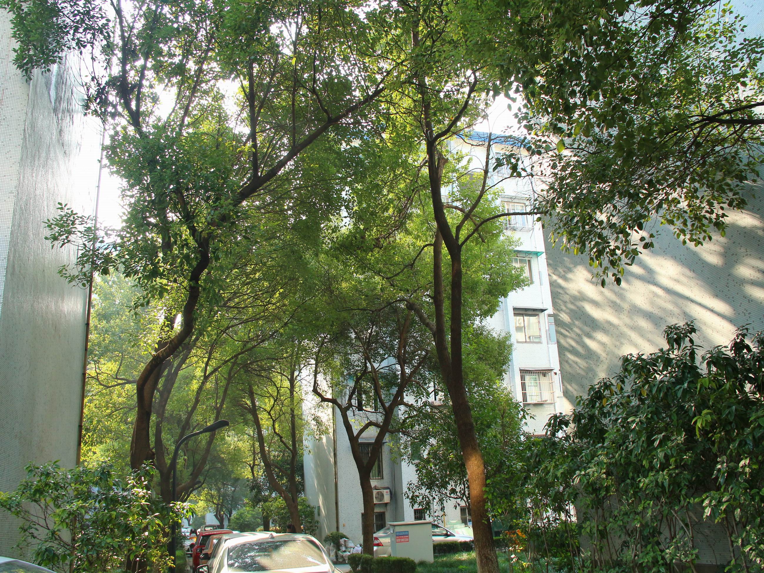 Nandu Garden compound photo 20