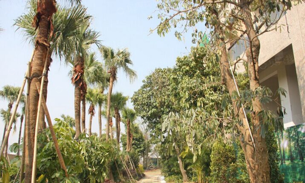 保利阳光城实景图