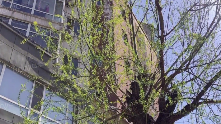 御翔阳光外景图