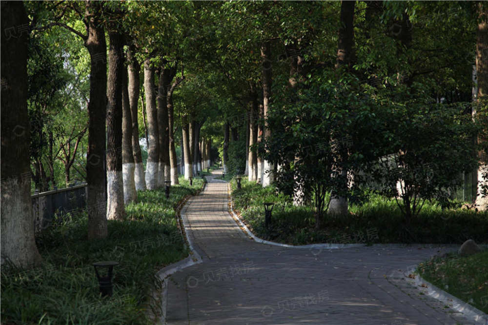 中鹰黑森林实景图
