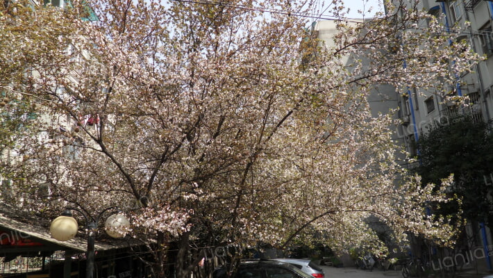 大钟新村外景图