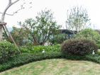 泰禾红树湾院子实景图