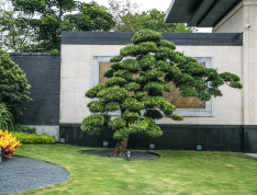 泰禾世茂·汀溪院子实景图