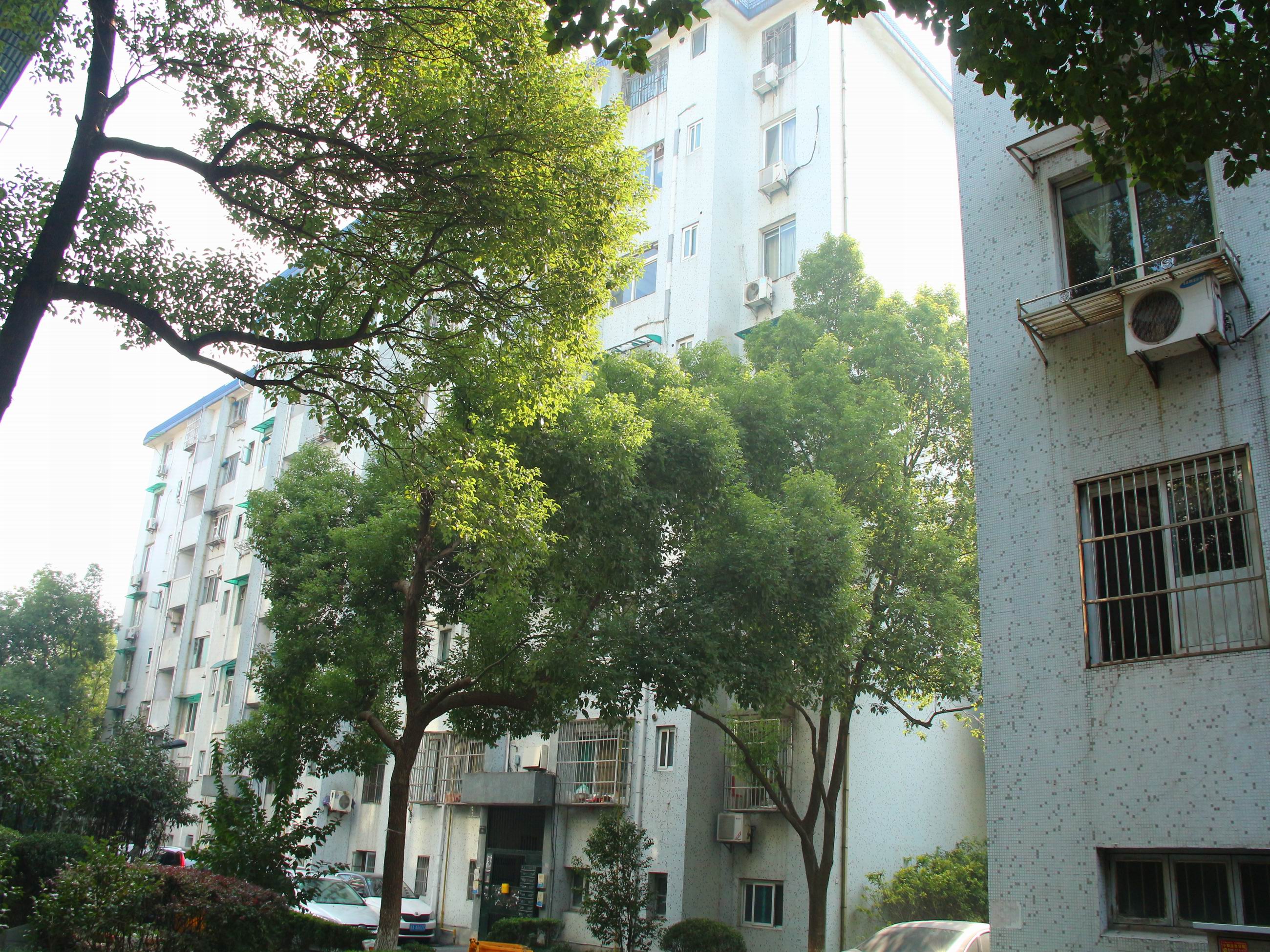 Nandu Garden compound photo 17