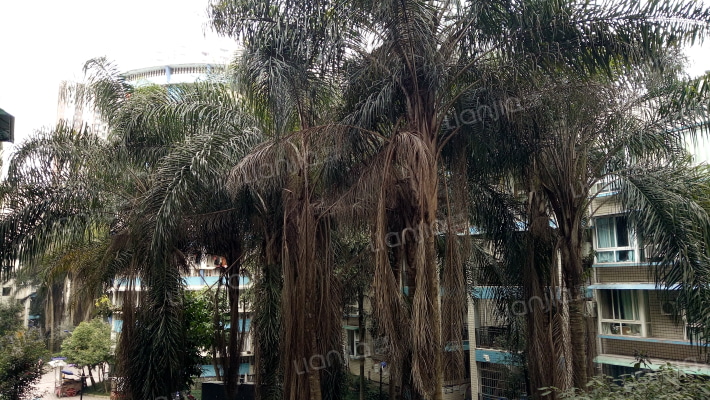 世纪花园（合川）外景图