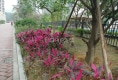 景峰家园户型图实景图