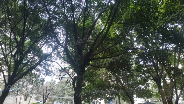 白鹿山社区外景图