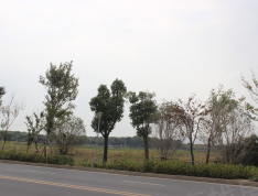 九龙仓逅湾花园实景图