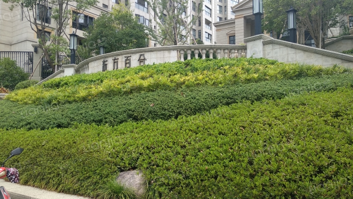 东方百合外景图