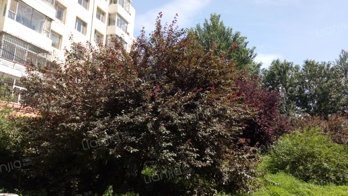 紫荆花园外景图