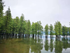 新隆明岚雅院实景图