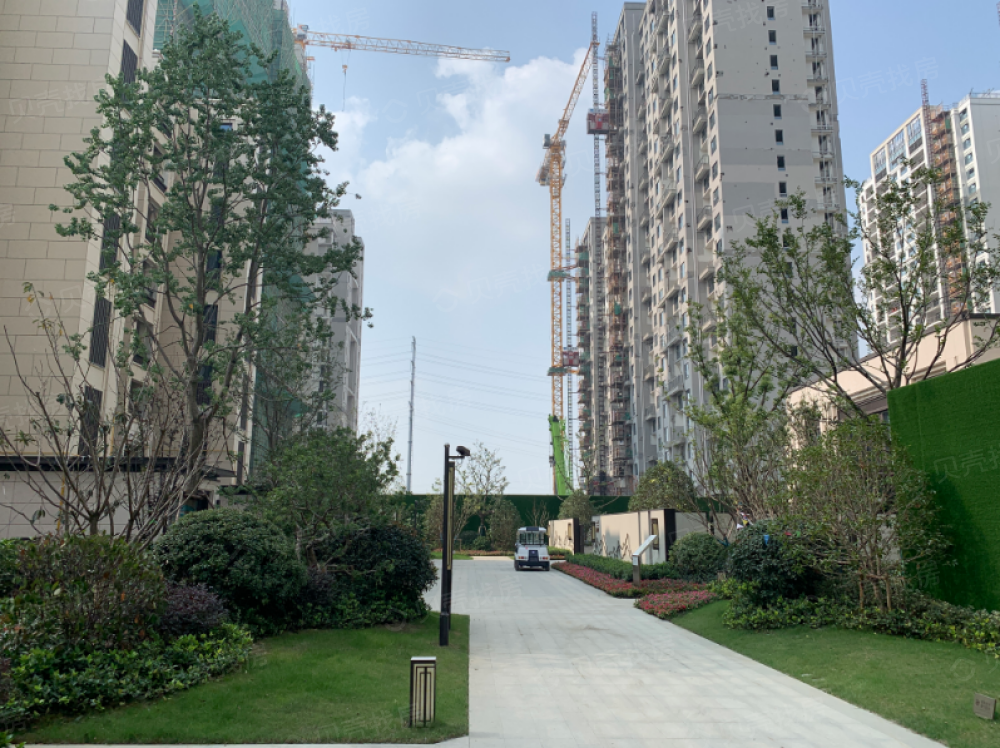 荷岸晓风实景图