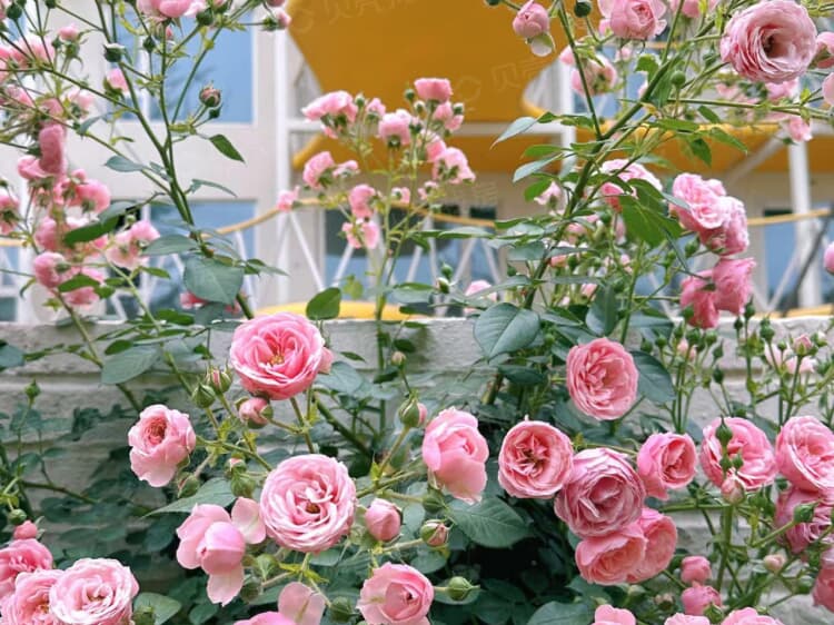 白鹭湾玫瑰小院项目现场相册