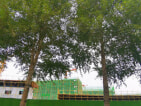 中海橡树园实景图