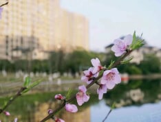 花样年•麓湖国际实景图