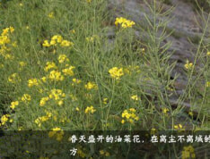 兴忠南湖御景小区配套