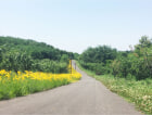 鹭山湖实景图