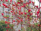 花样年•麓湖国际实景图