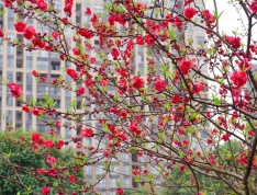 花样年•麓湖国际实景图