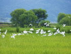 明辰绿城.湖畔田园小区配套