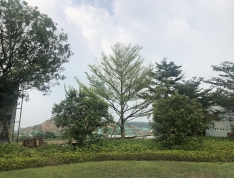广州院子实景图