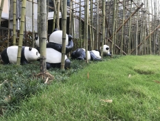 康大龙祥汇实景图