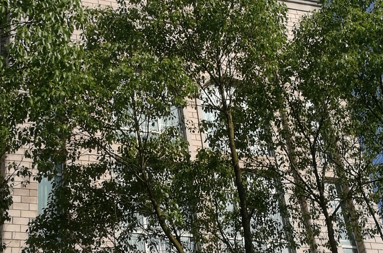 无中介费 套房两室一厅 月付 可做饭